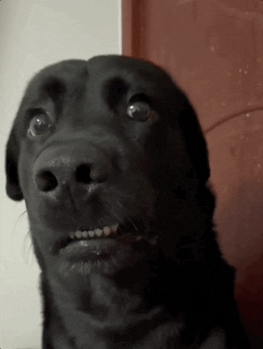 Shocked Eyes GIF by MOODMAN